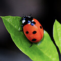 Ladybug Resting on a Leaf
