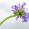 African lily