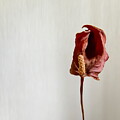 Anthurium