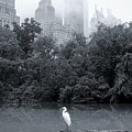 New York- Central Park
