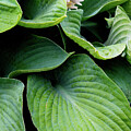 Hosta