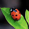 Ladybug on a Leaf
