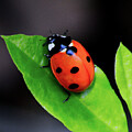 Ladybug Resting on a Leaf