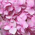 Pink Hydrangea 