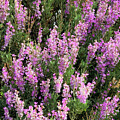 Purple Flowers
