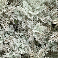 Silver Dust