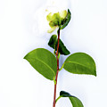 White Camellia